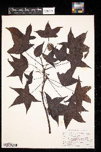 Thumbnail image of current specimen