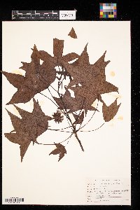 Liquidambar styraciflua image