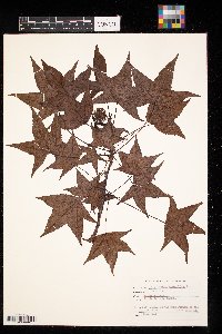 Thumbnail image of current specimen