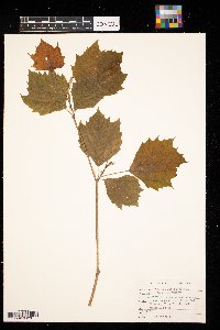 Platanus occidentalis image