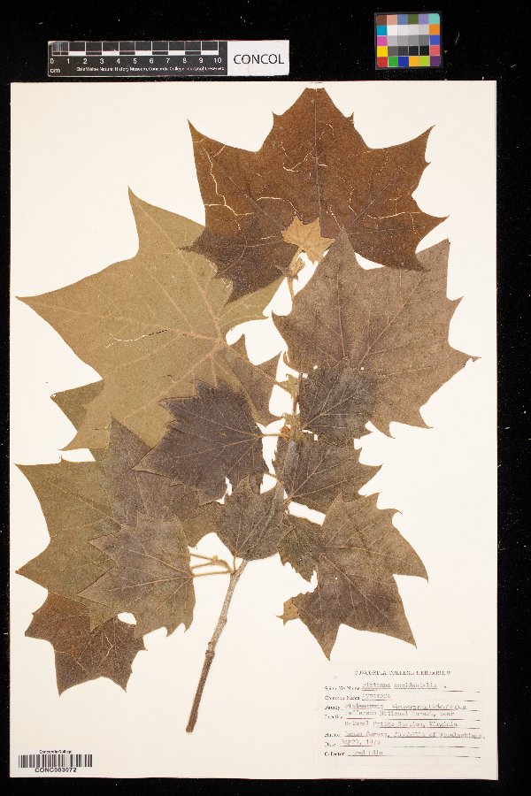 Platanaceae image