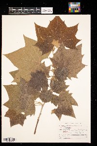 Platanus occidentalis image