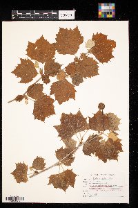 Platanus occidentalis image