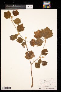 Platanus occidentalis image
