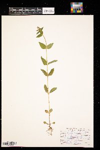 Triadenum virginicum image