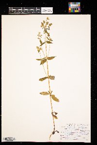 Triadenum virginicum image