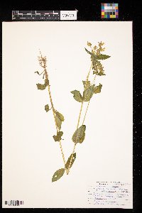 Triadenum virginicum image