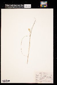 Hypoxis hirsuta image