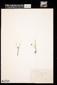 Hypoxis hirsuta image