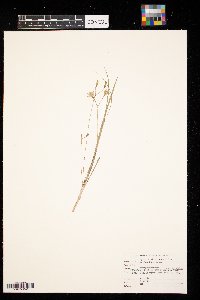 Hypoxis hirsuta image