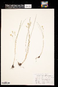 Hypoxis hirsuta image