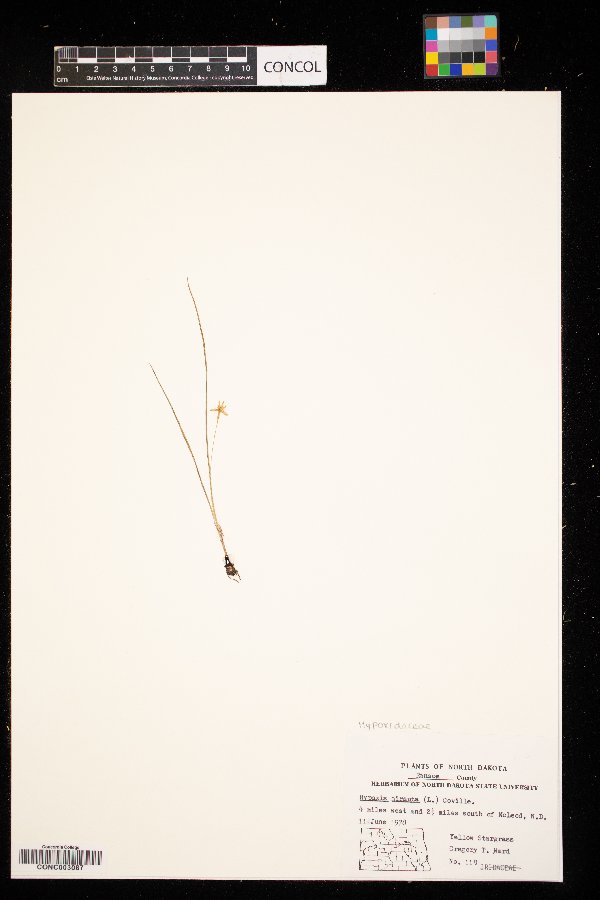 Hypoxis hirsuta image