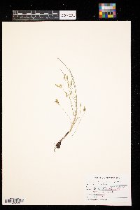 Hypoxis hirsuta image