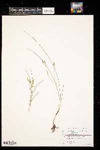 Hypoxis hirsuta image