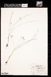 Hypoxis hirsuta image