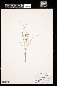 Hypoxis hirsuta image