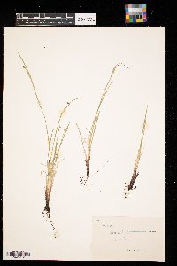 Sisyrinchium angustifolium image