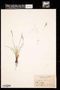Sisyrinchium angustifolium image