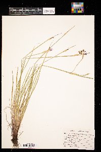Sisyrinchium montanum image