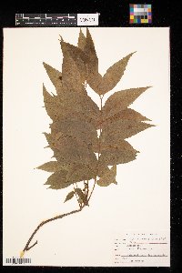 Image Associated With the Occurrence