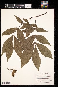 Carya tomentosa image