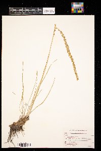 Triglochin maritima image