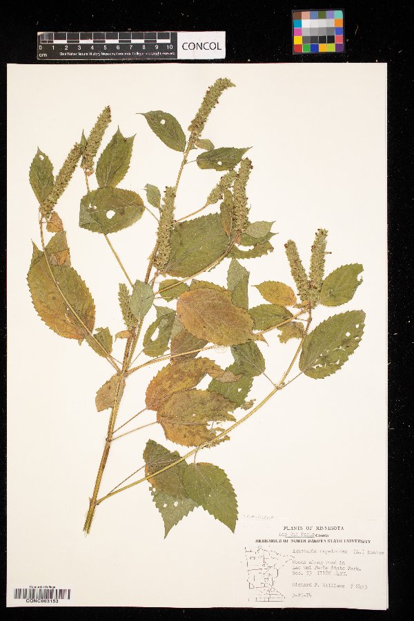 Agastache image