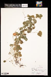 thumbnail image of current specimen