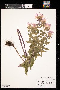 Monarda fistulosa image