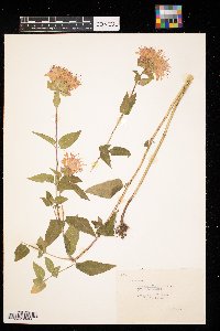 Monarda fistulosa image