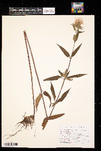 Monarda fistulosa image
