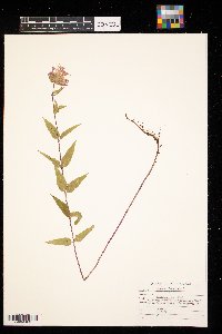 Monarda fistulosa image