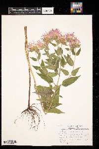 Monarda fistulosa image