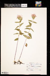 Monarda fistulosa image