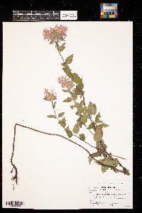 Monarda fistulosa image