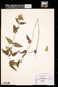 Monarda fistulosa image