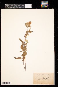 Monarda fistulosa image