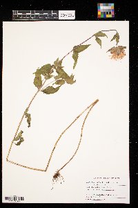 Monarda fistulosa image