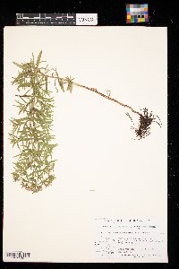 Pycnanthemum virginianum image