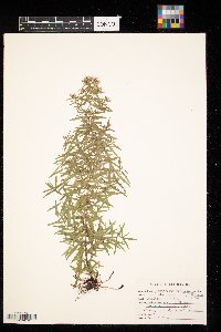 Pycnanthemum virginianum image