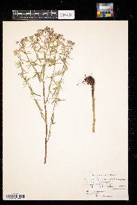 Pycnanthemum virginianum image