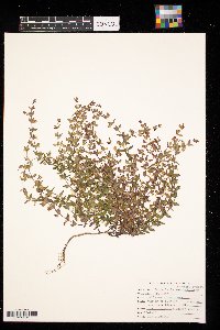 Scutellaria parvula image