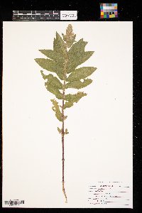 Stachys palustris image