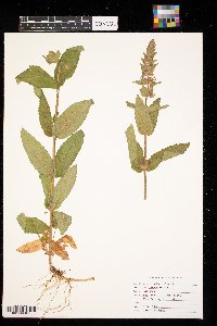 Stachys palustris image