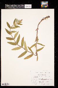 Stachys palustris image