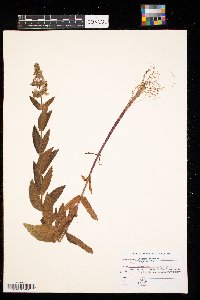 Stachys palustris image