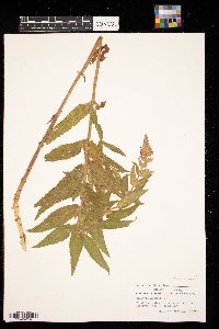 Stachys palustris image
