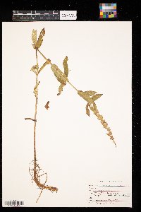 Stachys palustris image