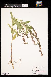 Teucrium canadense image