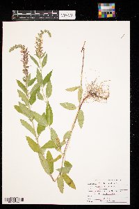 Teucrium canadense image